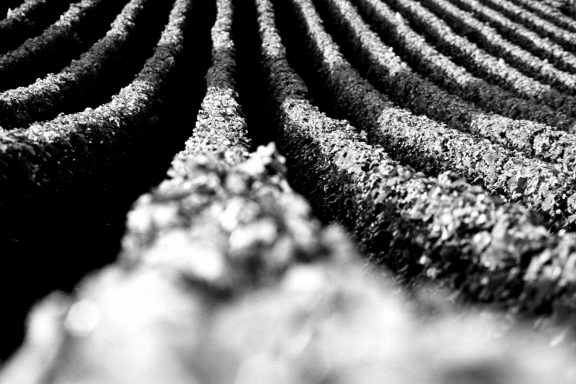Lignes ondulées de terre dans un champ, en noir et blanc.