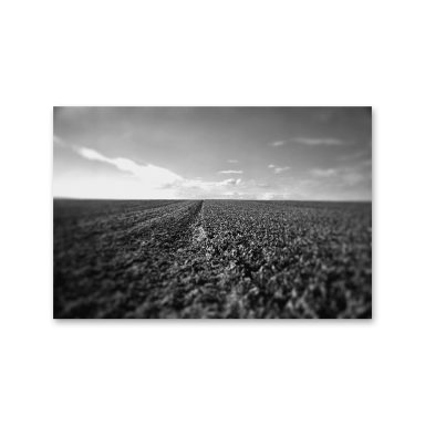 Terrain de champ en noir et blanc, avec une ligne d'horizon floue à l'arrière-plan.