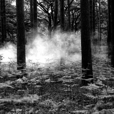 Forêt brumeuse en noir et blanc, avec des arbres et des fougères au sol.