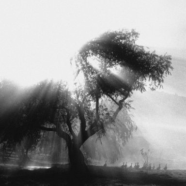 Un grand arbre avec des rayons de lumière traversant un brouillard léger.