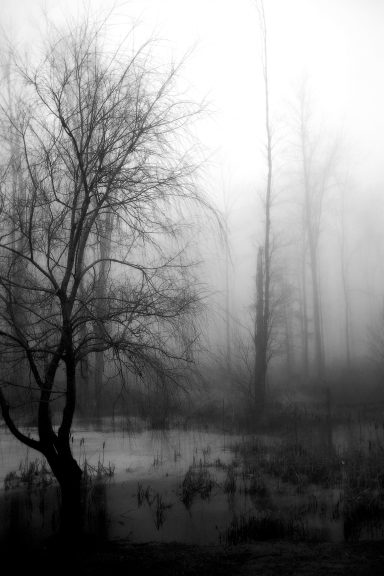 Arbre dépouillé dans un environnement brumeux, avec des silhouettes sombres en arrière-plan.